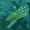 Moray Eel