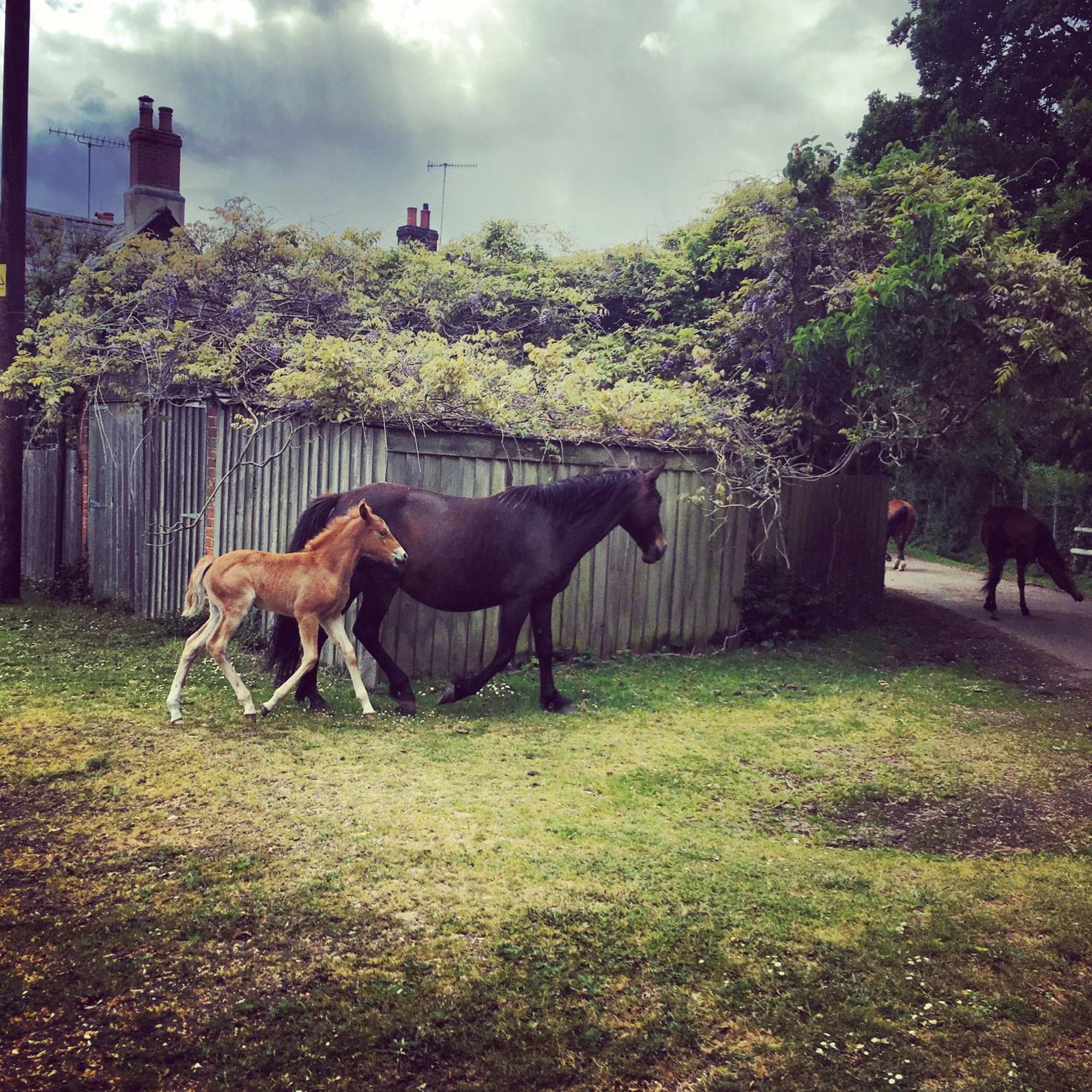 Where to Stay Near Ringwood Town & Country: 4 Hotels for Couples